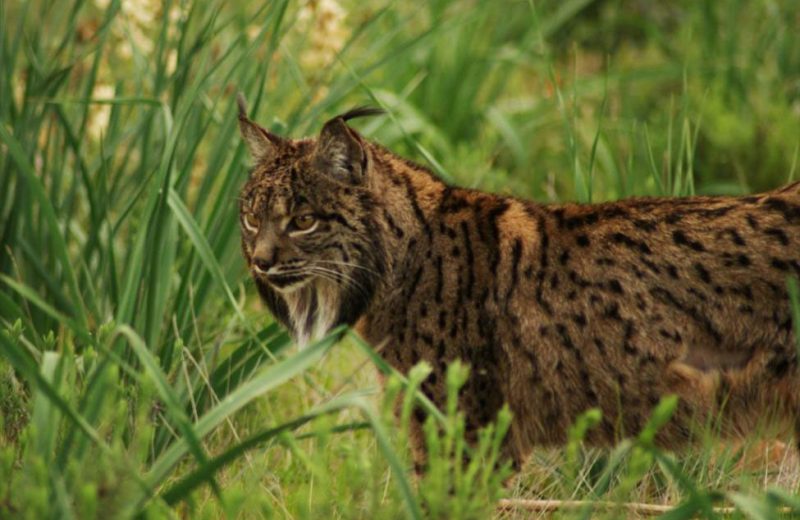 Arranca el nuevo Life Lynxconnect de protección del lince ibérico
