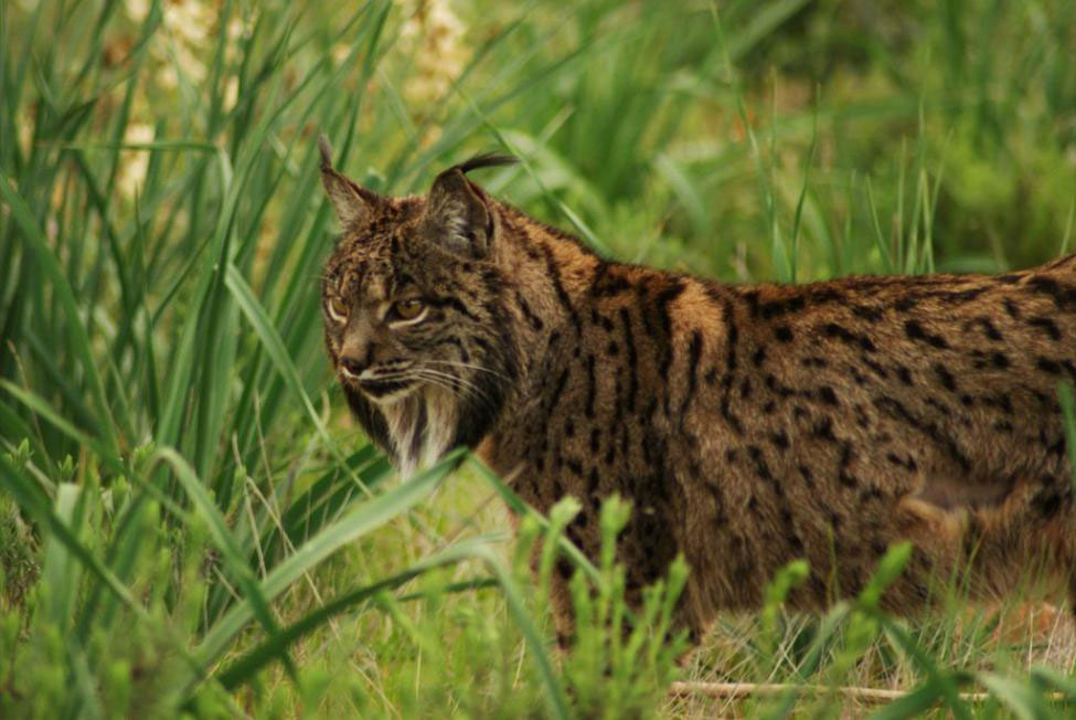 Arranca el nuevo Life Lynxconnect de protección del lince ibérico