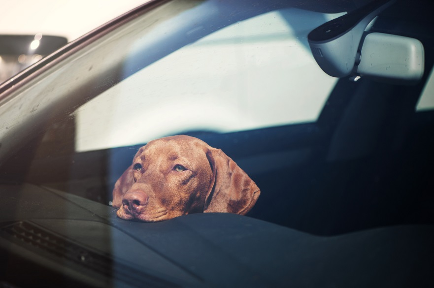 No dejes a tu perro encerrado en el coche, ni aún en invierno