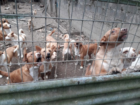 El Ayuntamiento de Lugo solicita ayuda para encontrar acogida/adopción a 94 perros
