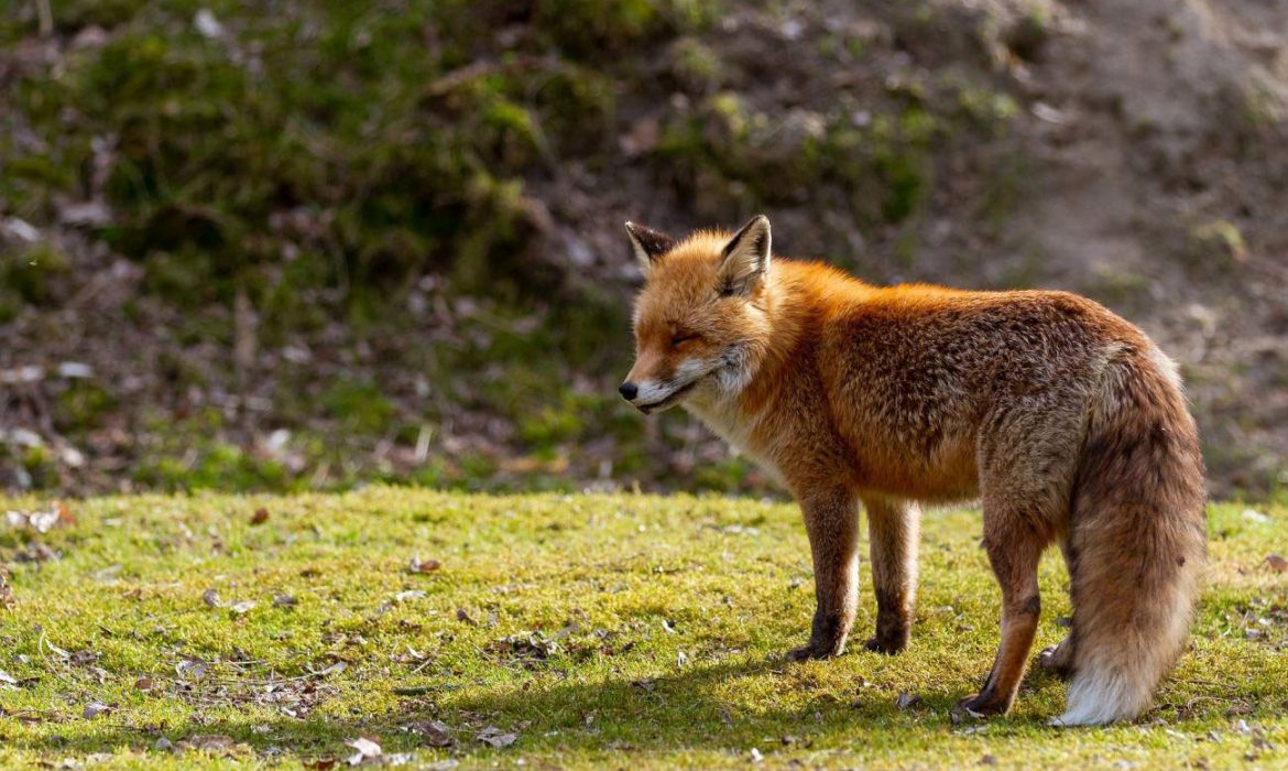 Detectan por primera vez parásitos de humanos en zorros rojos de Galicia