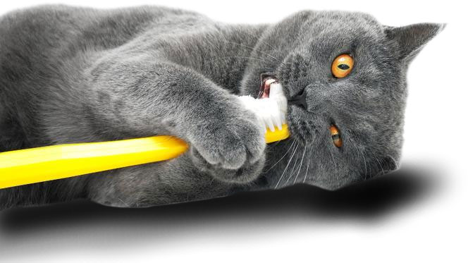 ¿Qué es la resorción dental en gatos?