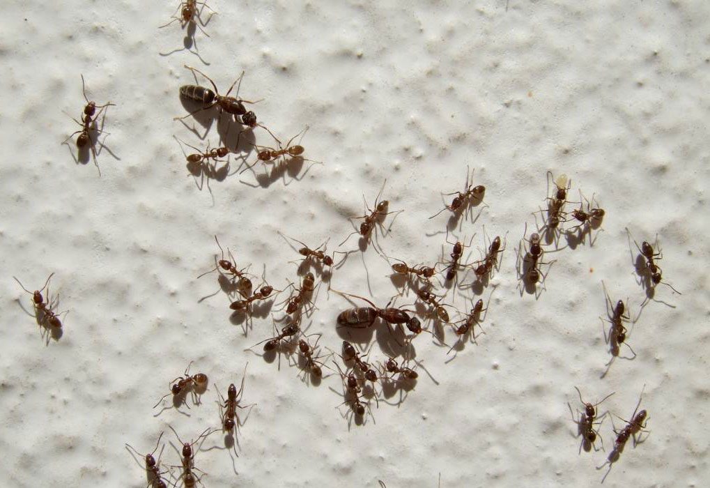 La hormiga argentina es una nueva y potente amenaza para los anfibios de Doñana