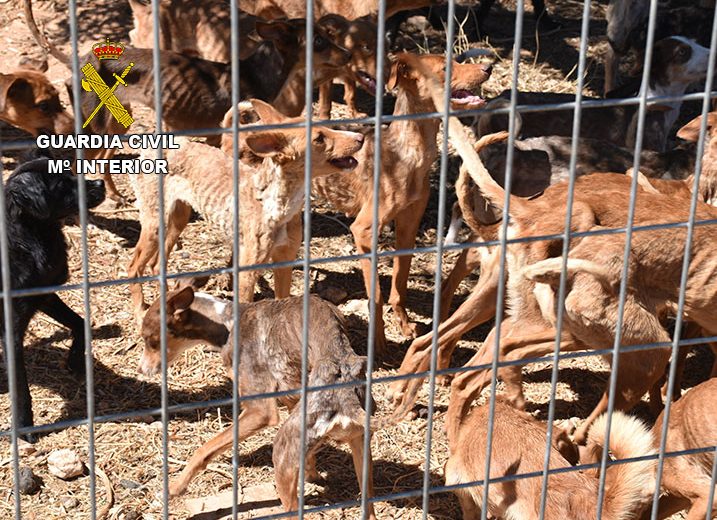 La Guardia Civil salva la vida a 41 perros en grave estado de abandono con síntomas de caquexia y deshidratación