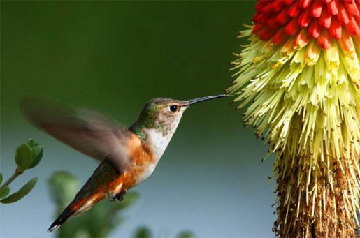 Migraciones colibrí