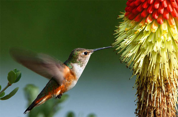 La edad y el sexo influyen en los patrones migratorios del colibrí rufo