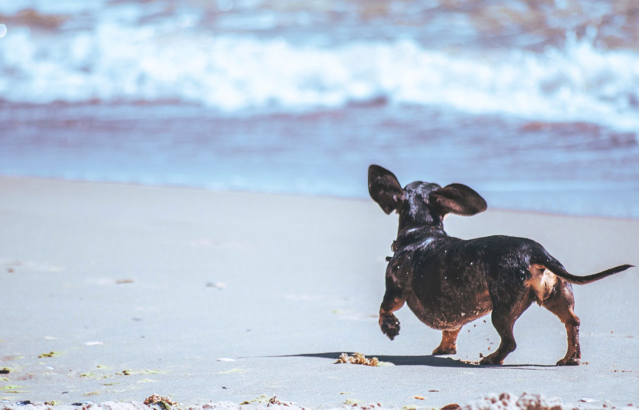 Perro paseando playa