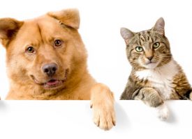 Como afecta el calor en los perros y gatos