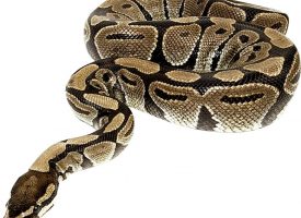 Enfermedades más comunes en las serpientes