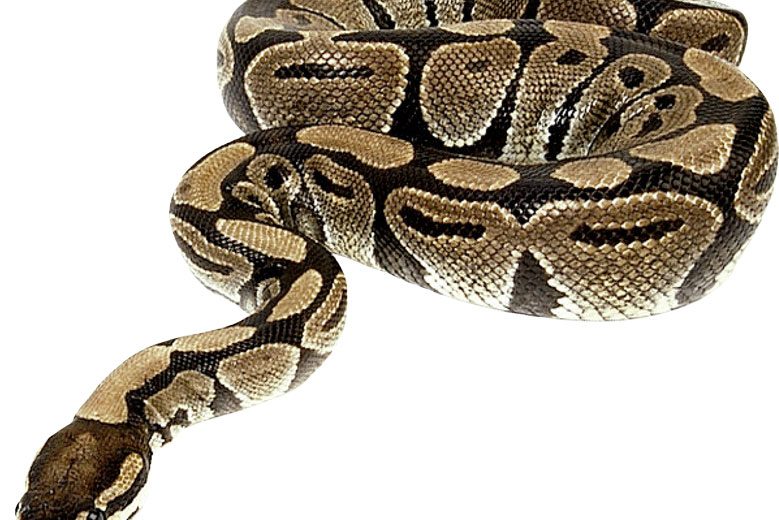 Enfermedades más comunes en las serpientes