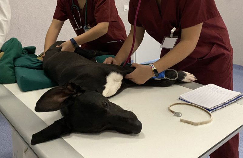 SIESTA, la primera escala hispano-australiana para evaluar la sedación en perros