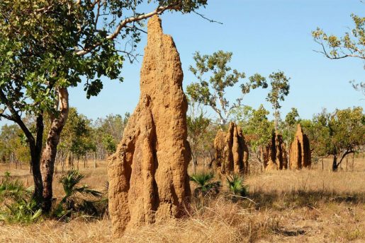 Termiteros