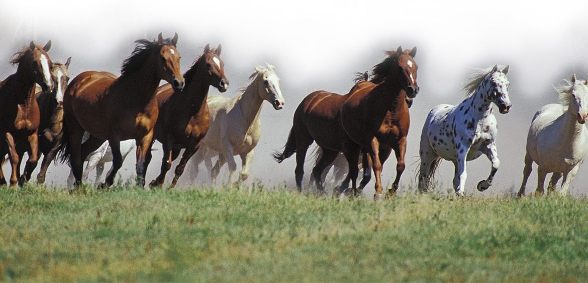 La Universidad de Extremadura estudian la seroprevalencia del virus del Nilo en caballos de la región