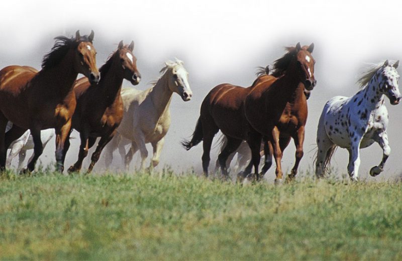 La Universidad de Extremadura estudian la seroprevalencia del virus del Nilo en caballos de la región