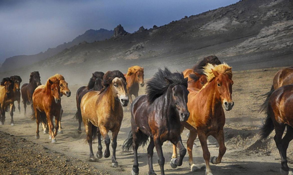 Anatolia y el sur del Cáucaso no son la cuna de los caballos domésticos