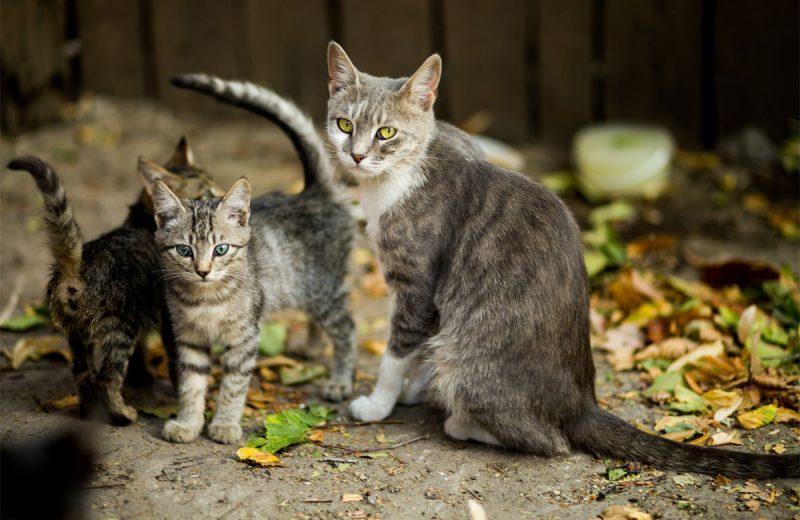 Los veterinarios crean una guía sobre como actuar con las colonias felinas