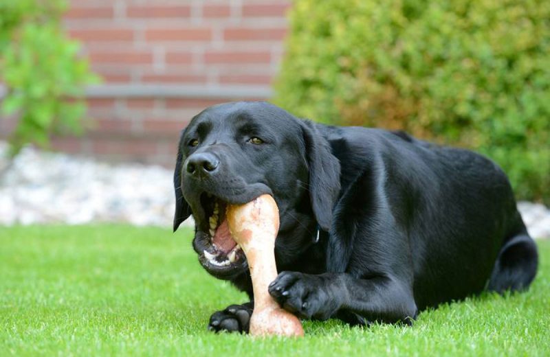 Perros labradores y su obsesión por comer