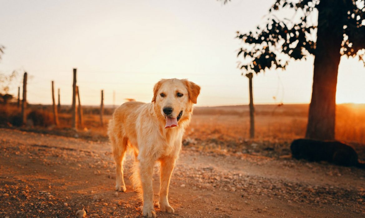 Algunos cánceres en perros pueden ser asociados al medioambiente