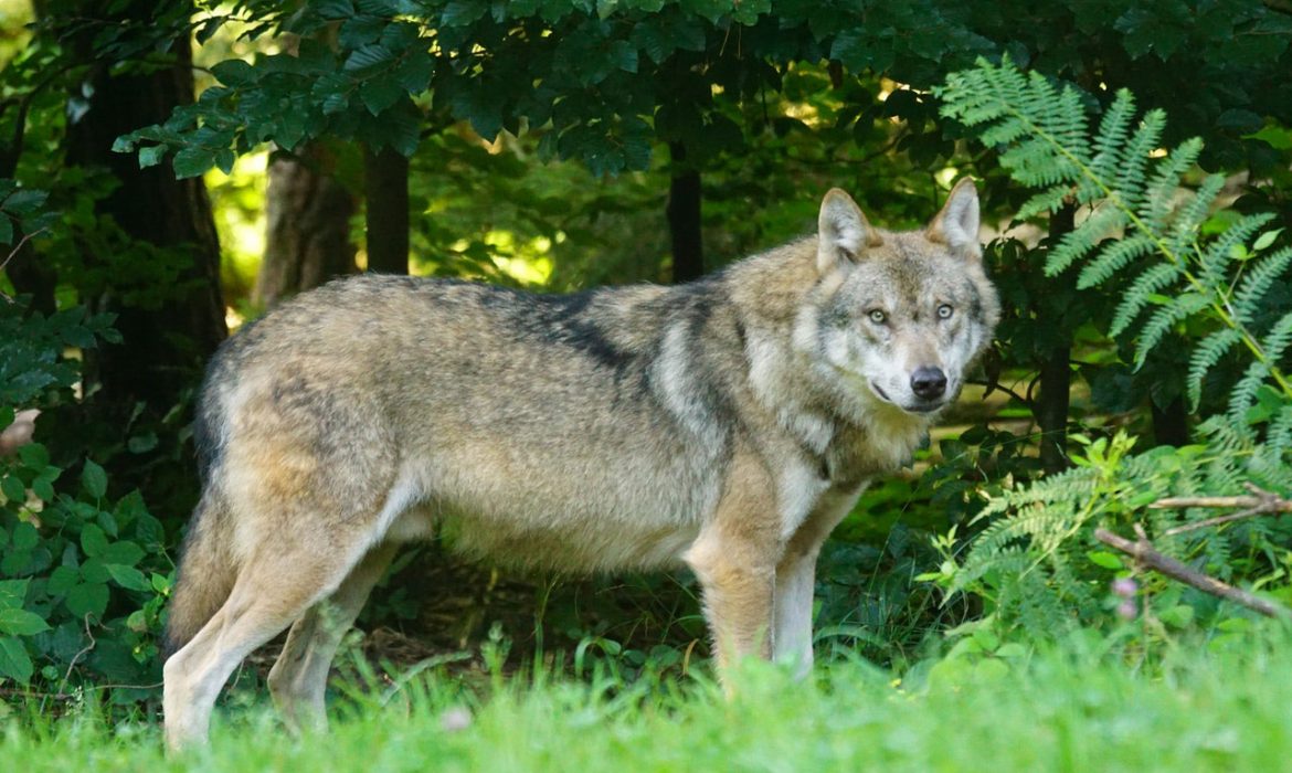 Nuevas aportaciones de INTERcids en el trámite de Audiencia e Información Pública sobre la protección del lobo ibérico