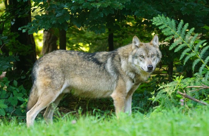 Insisten en la catalogación del lobo como especie en peligro de extinción