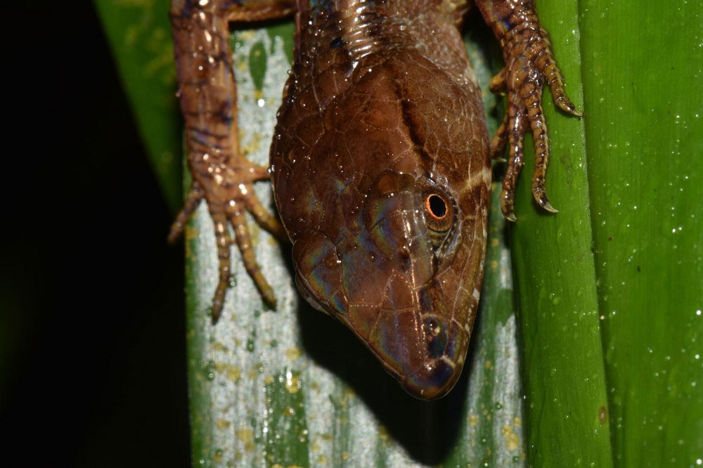 Magdalenasaura leurosquama, un nuevo linaje de reptiles