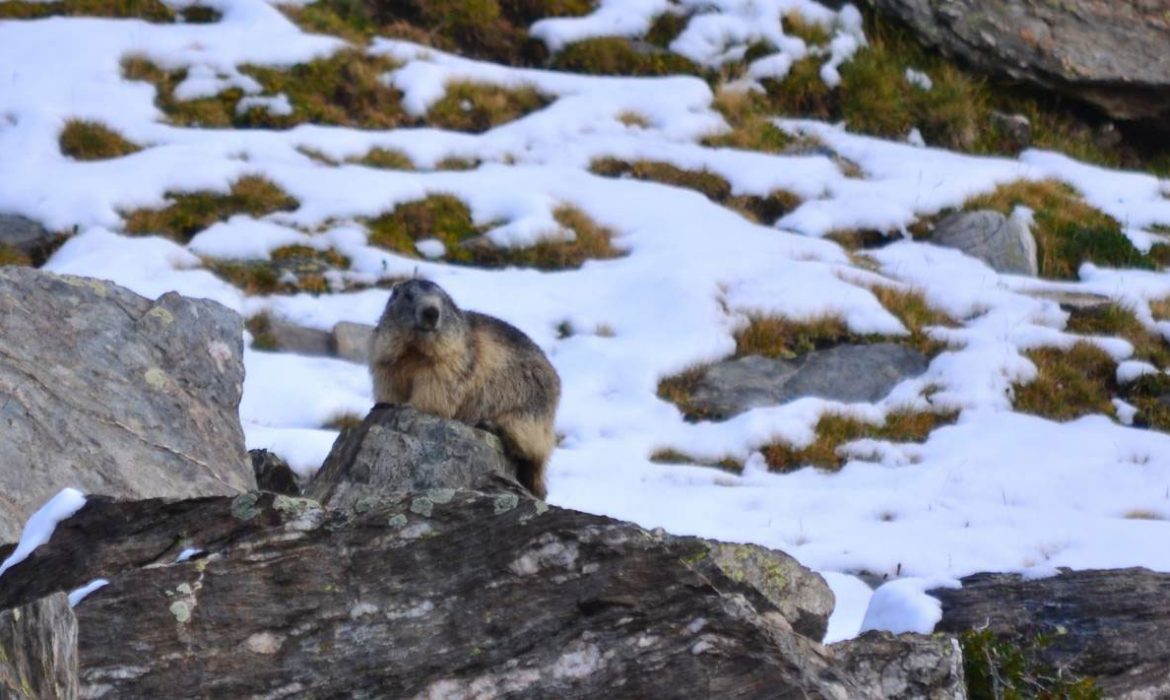 Las marmotas se comunican mediante dialectos