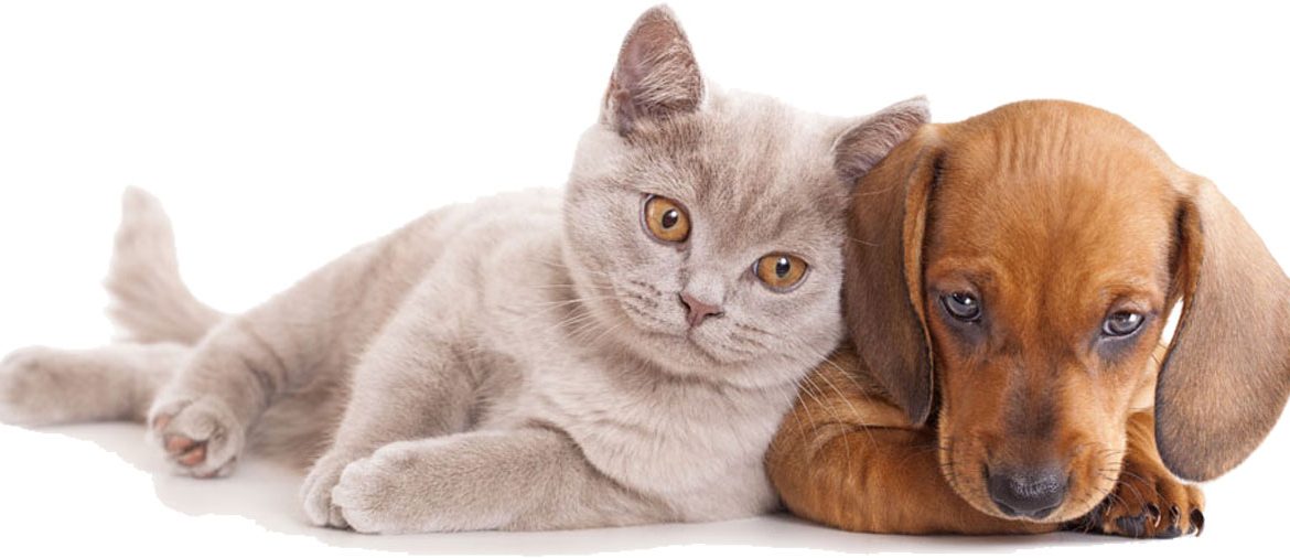 Consejos para la buena convivencia entre perros y gatos
