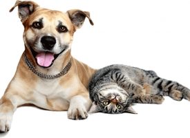 Perro y gatos juntos