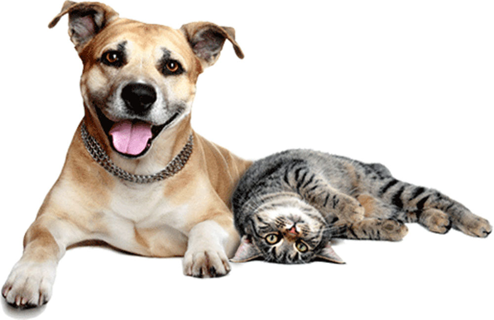 Paterna lanza una campaña para concienciar sobre la tenencia responsable de mascotas y fomentar las adopciones