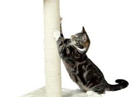 ¿Qué rascador necesitas tener para que tu gato no dañe tus muebles?