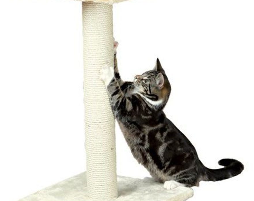 ¿Qué rascador necesitas tener para que tu gato no dañe tus muebles?