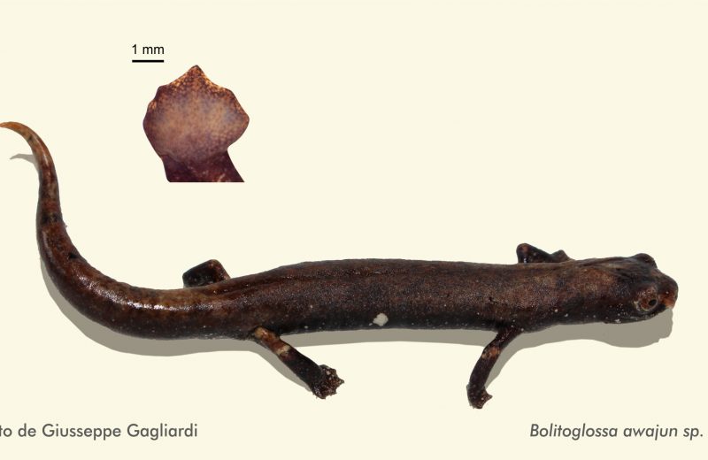 Descubren nueva especie de salamandra endémica del Perú