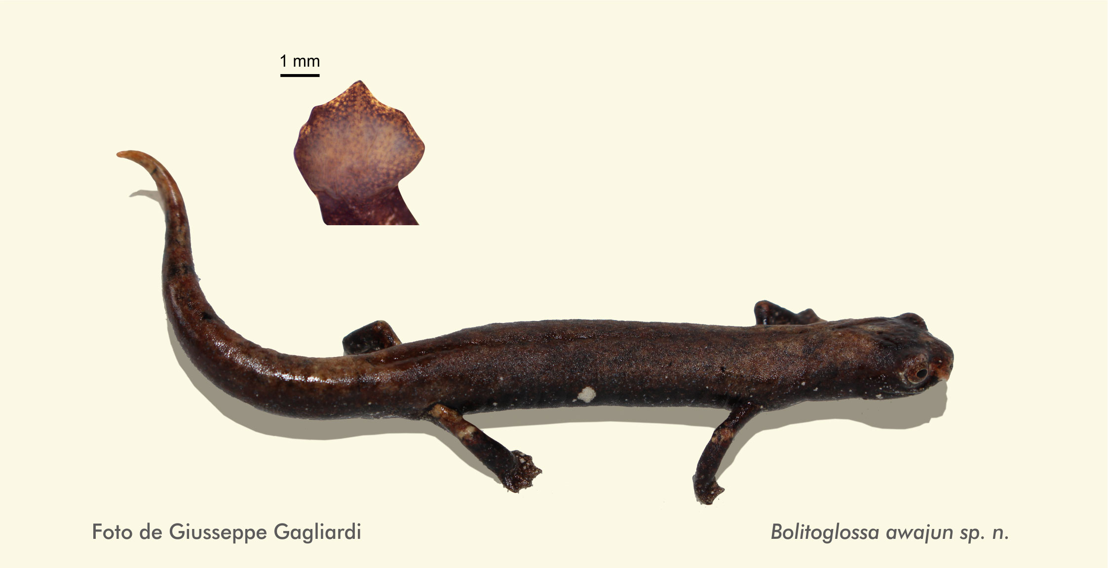 Salamandra Bolitoglossa awajun