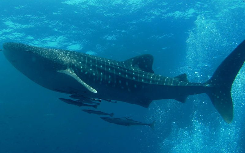 El tiburón ballena revela sus patrones migratorios y de alimentación