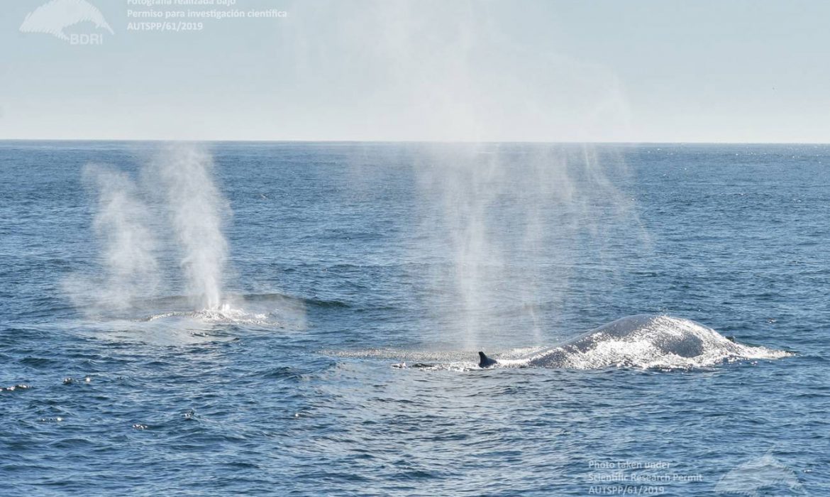La ballena azul y el rorcual común se alimentan en las costas de Galicia