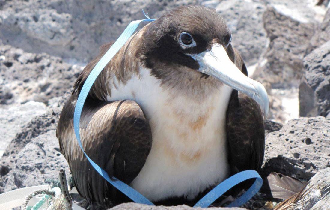 Los plásticos amenazan a las aves marinas de las zonas más remotas