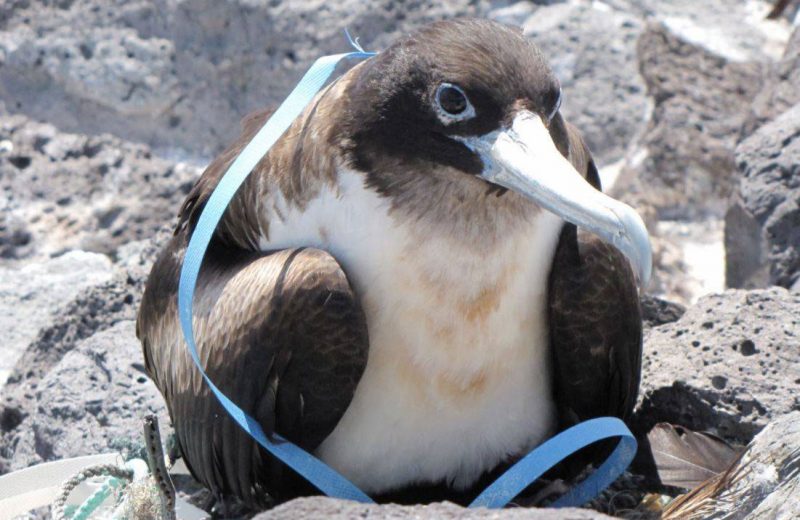 Los plásticos amenazan a las aves marinas de las zonas más remotas