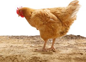 Seguridad y bienestar para tus gallinas