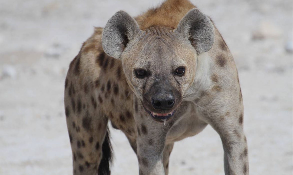El ‘amor-odio’ entre leones y hienas o cómo compiten por la carroña