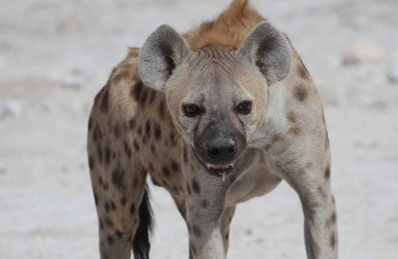 El ‘amor-odio’ entre leones y hienas o cómo compiten por la carroña
