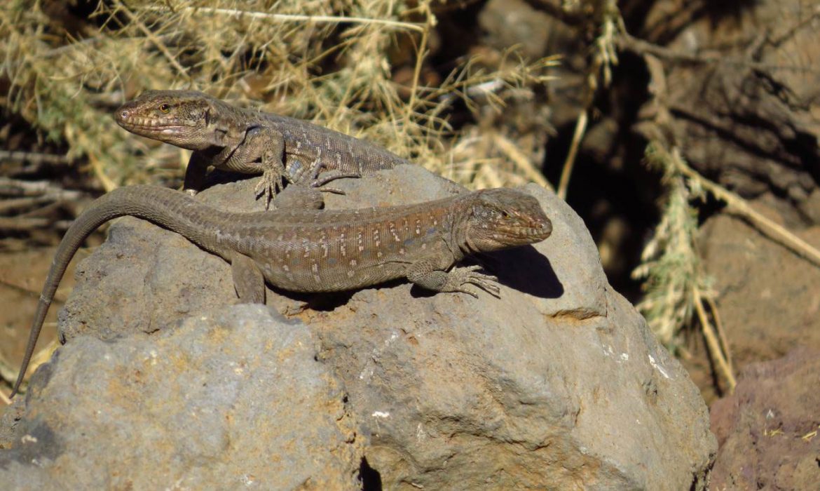 Las actividades humanas agravan los efectos del cambio climático en los lagartos de Tenerife