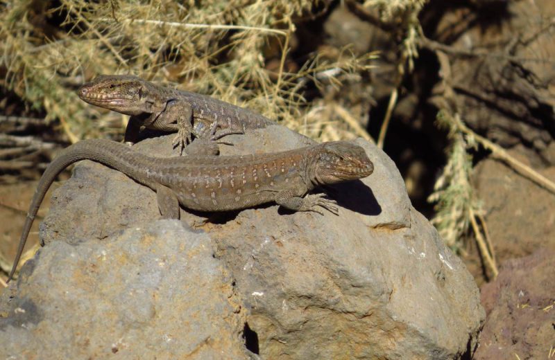 Las actividades humanas agravan los efectos del cambio climático en los lagartos de Tenerife