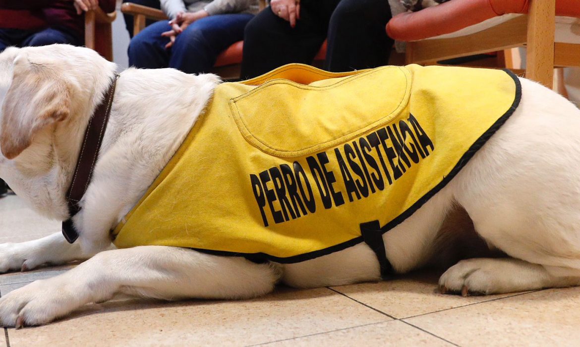 Proyecto de ley sobre perros de asistencia en Asturias para garantizar la entrada con las personas con discapacidad