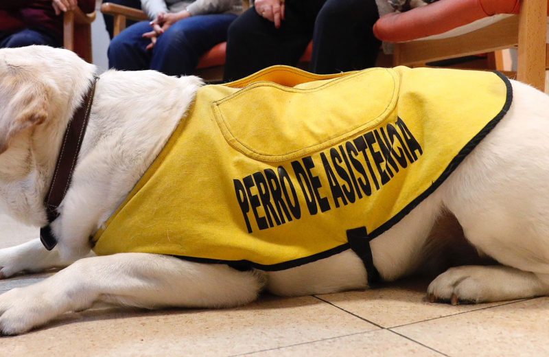 Proyecto de ley sobre perros de asistencia en Asturias para garantizar la entrada con las personas con discapacidad