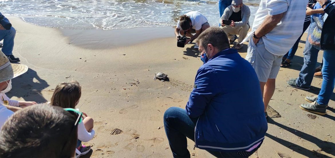 Liberan los 11 ejemplares restantes de tortuga boba nacidos en el verano de 2019 en Calblanque
