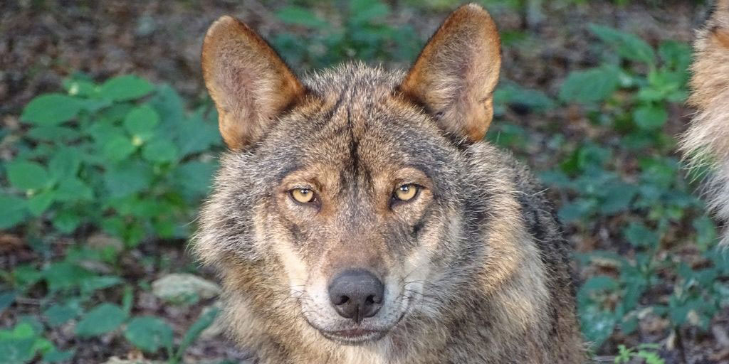 El lobo en el Listado de Especies Silvestres en Régimen de Protección Especial