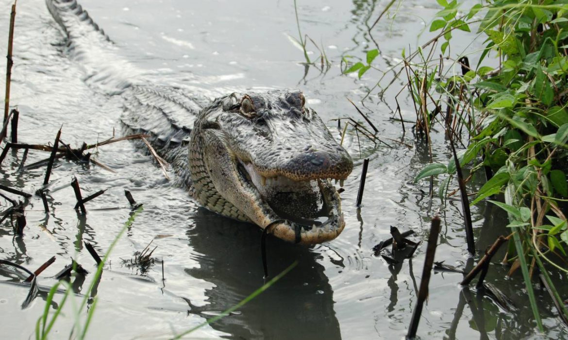 La cola del aligátor americano puede regenerarse como la de otros reptiles