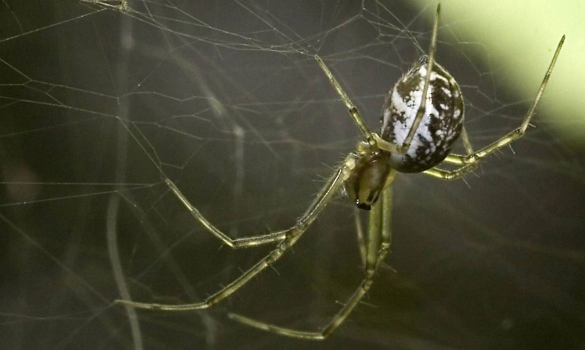 Cómo afectan los factores ambientales a la biodiversidad de arañas en la Península