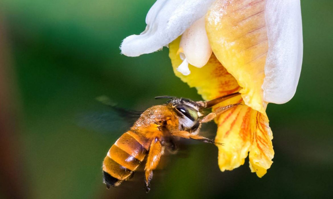 El primer atlas de especies de abejas del mundo sale a la luz