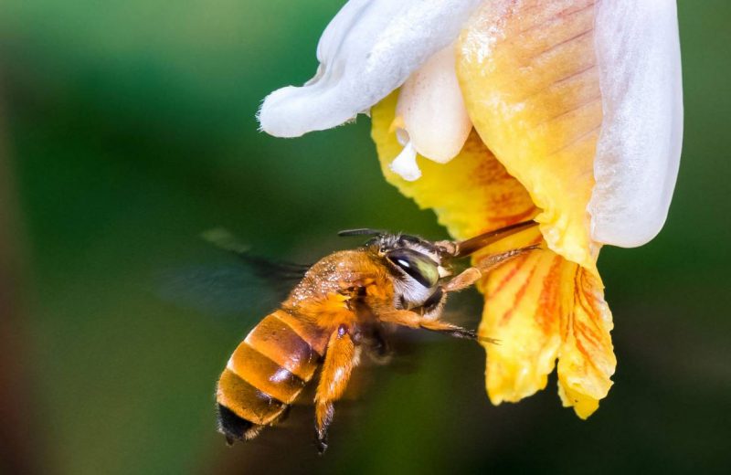El primer atlas de especies de abejas del mundo sale a la luz